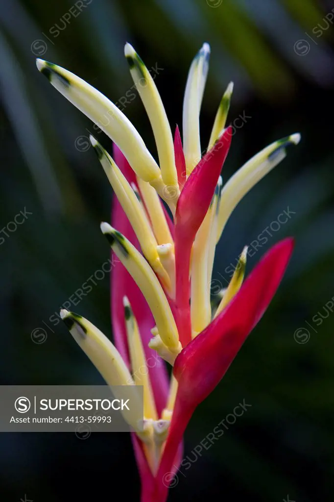 Exotic flower Tropical garden Sri Lanka