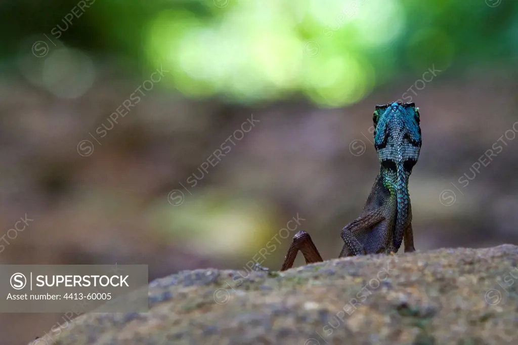 Lizard Sinharaja Forest Reserve Sri Lanka