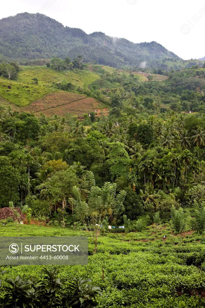 Tea culture landscape in the center of the island Sri Lanka