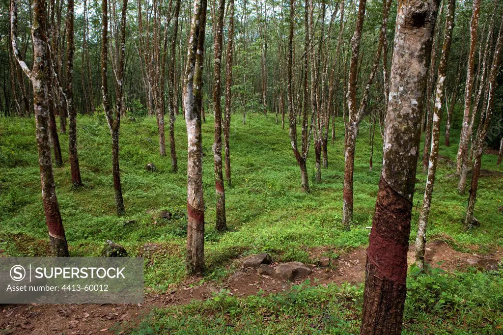 Rubber tree plantation Sri Lanka