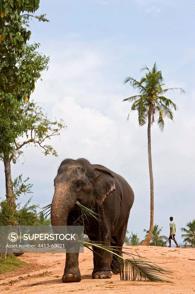 Domestic Asian Elephant with a palm Sri Lanka