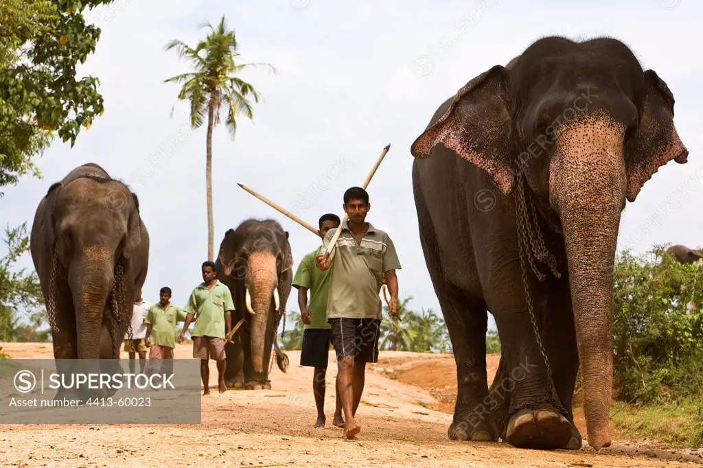 Domestic Asian Elephants and cornacs Sri Lanka