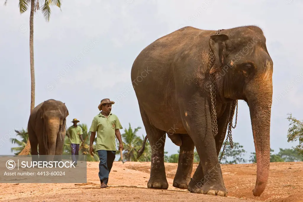 Domestic Asian Elephants and cornacs Sri Lanka