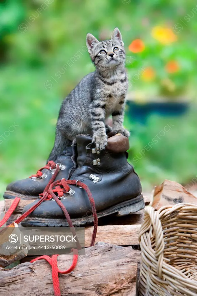 Kitten on lumberjack shoes in Oberbruck Alsace France