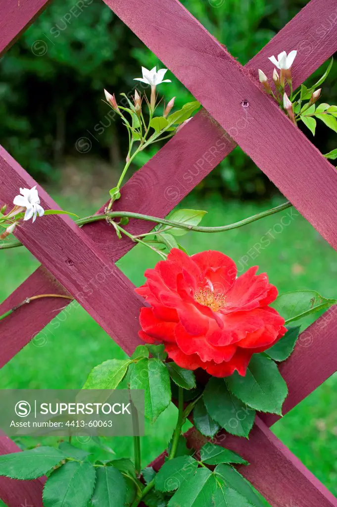 Rose and poet's jasmine on a pergola in a garden