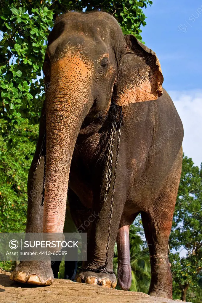 Domestic Asian Elephant male Sri Lanka