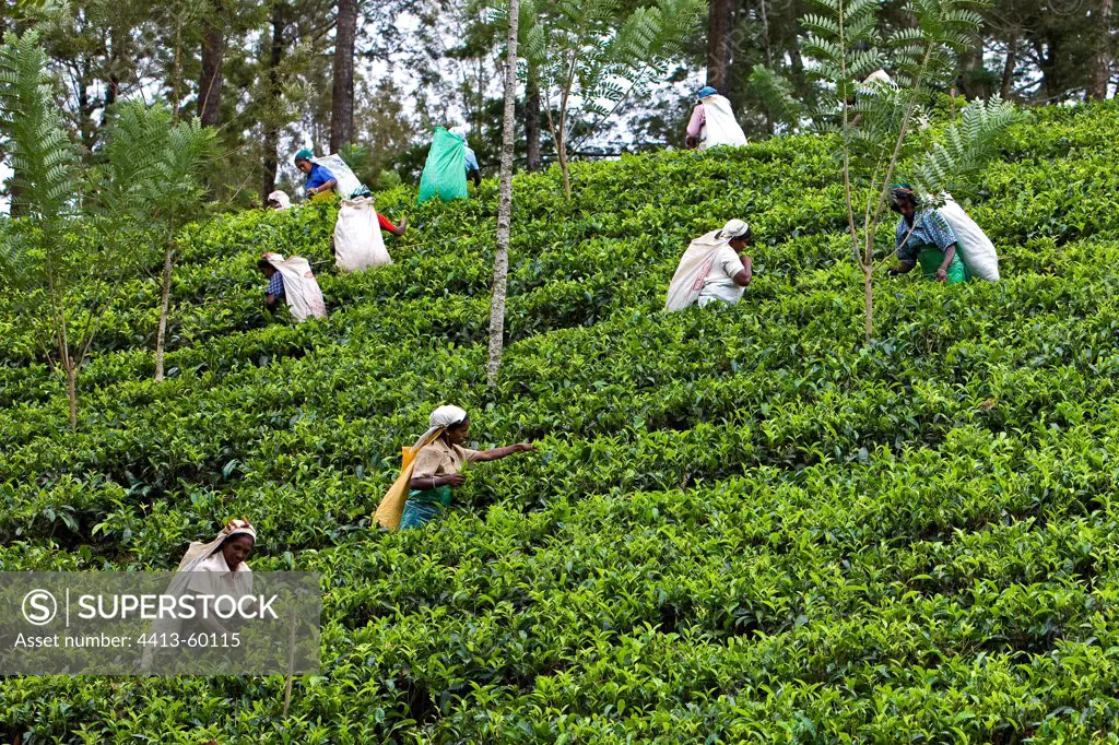 Tea pickers in Plantations of teaSri Lanka