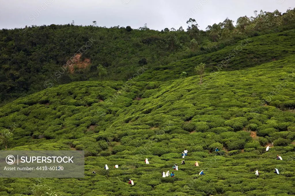 Tea picker in Plantations of teaSri Lanka