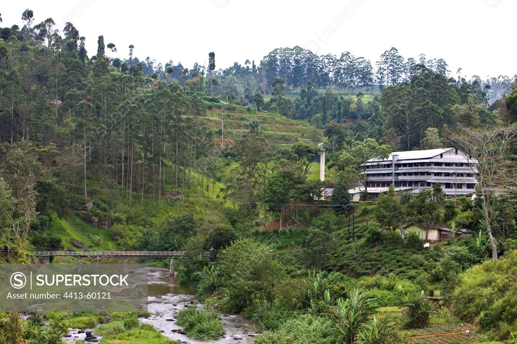 Tea factory in Plantations of teaSri Lanka
