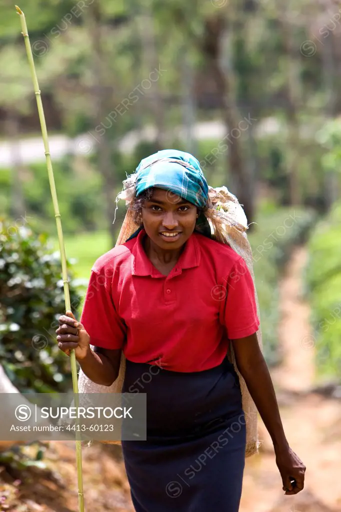 Tea picker in Plantations of teaSri Lanka