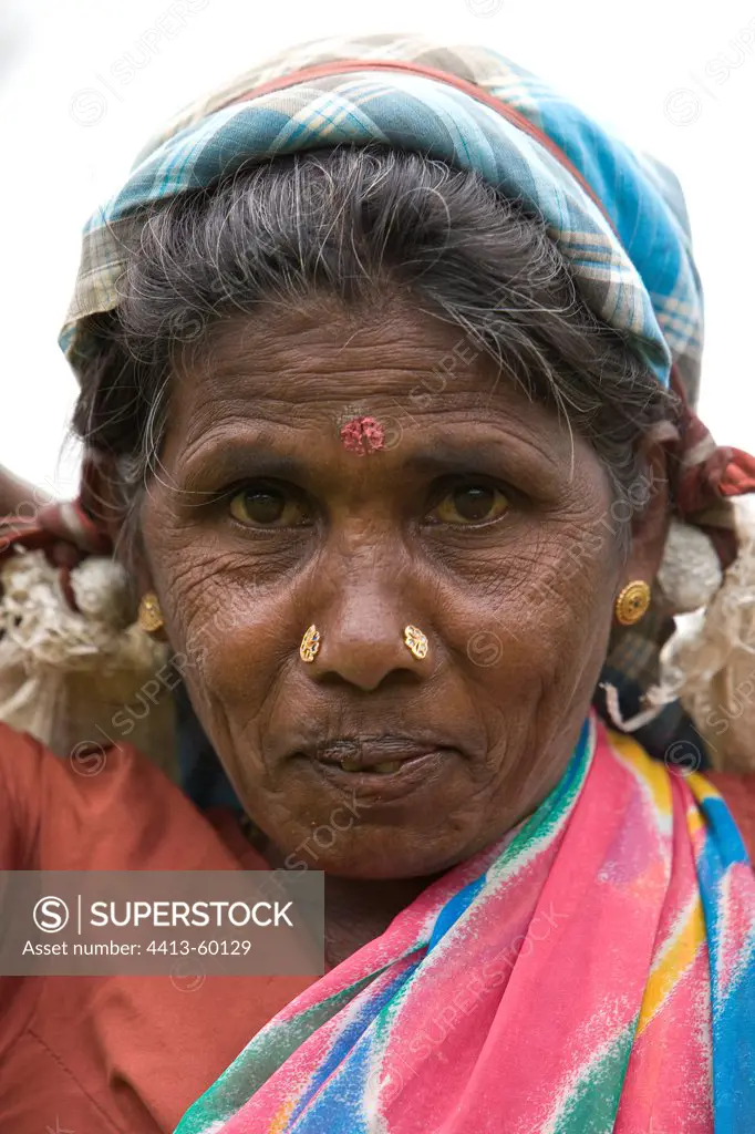 Portrait of Tea picker in Plantations of teaSri Lanka