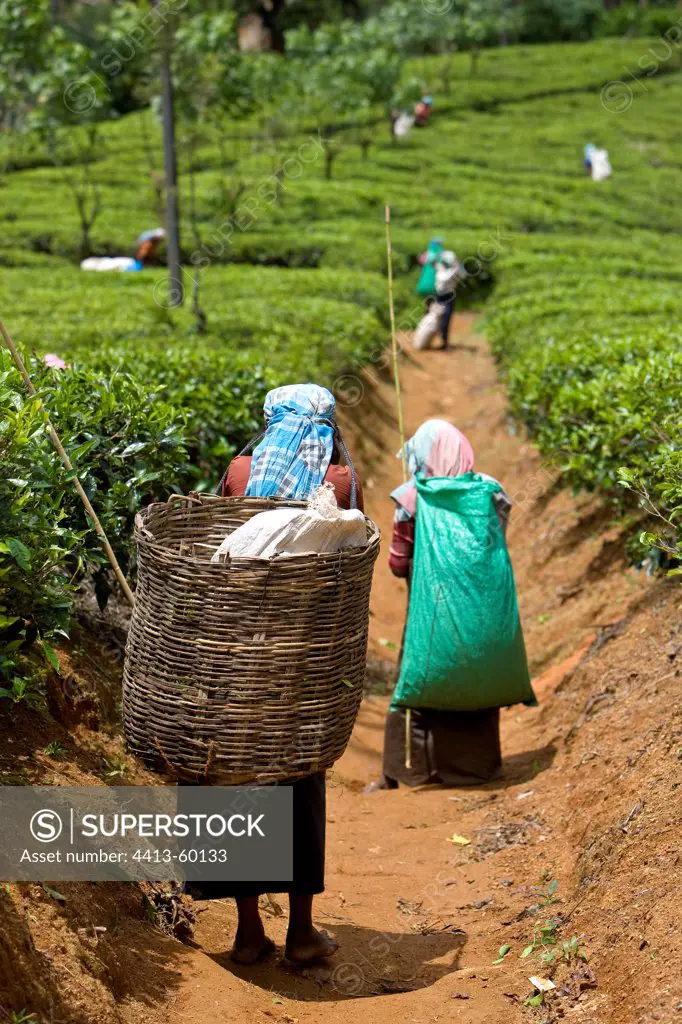 Tea pickers in Plantations of teaSri Lanka