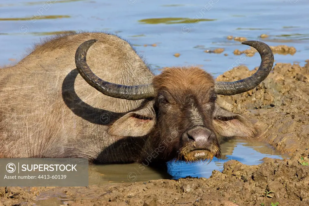 Water Buffalo in mud Yala National Park Sri Lanka