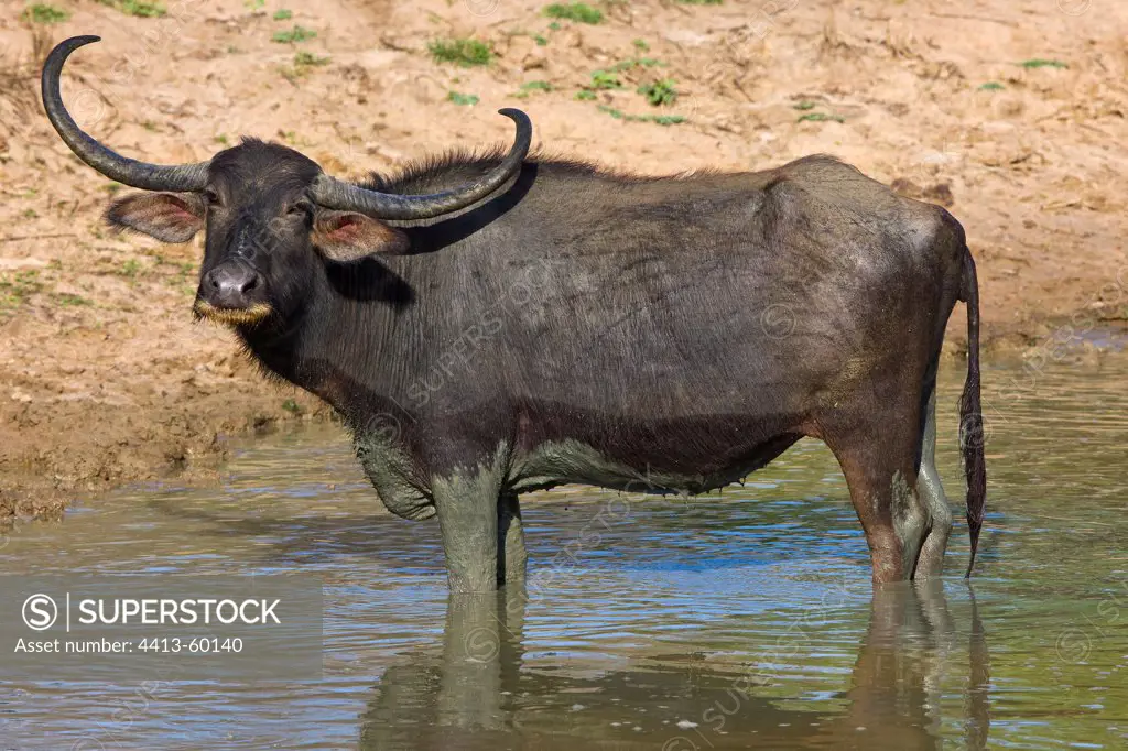Water Buffalo Yala National Park Sri Lanka