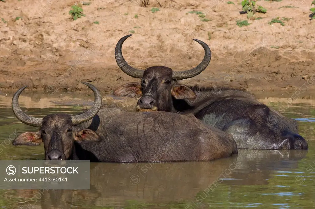 Water Buffaloes at rest Yala National Park Sri Lanka