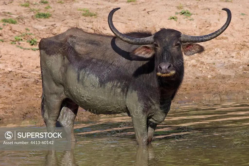 Water Buffalo mud bathing Yala National Park Sri Lanka