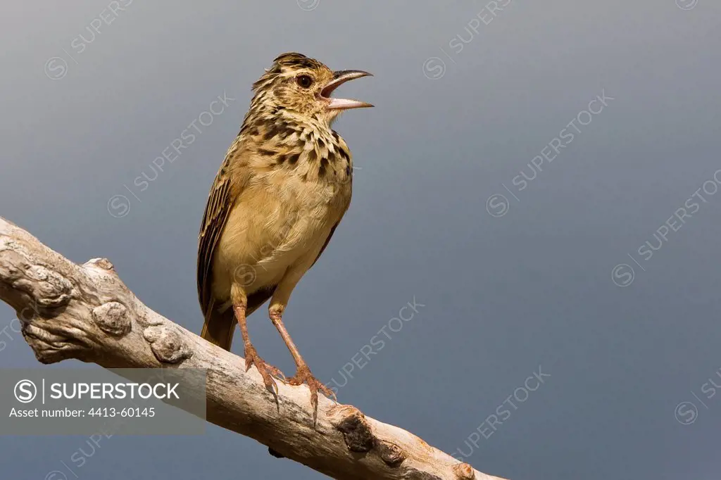 Rufous-winged Lark singing Yala National Park Sri Lanka