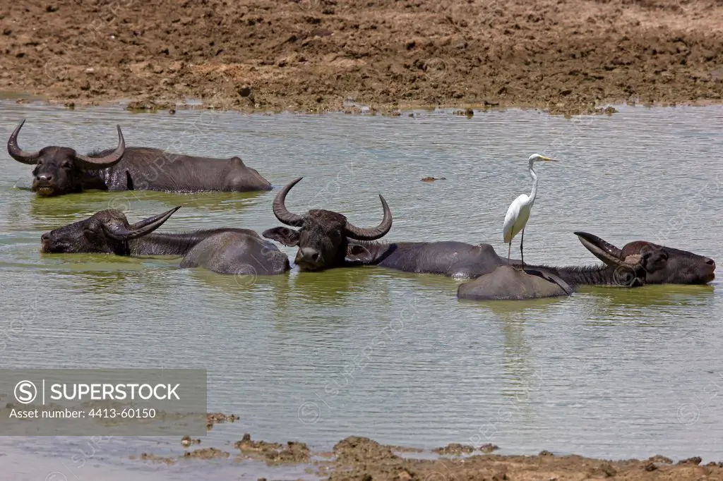 Water Buffaloes at rest Yala National Park Sri Lanka