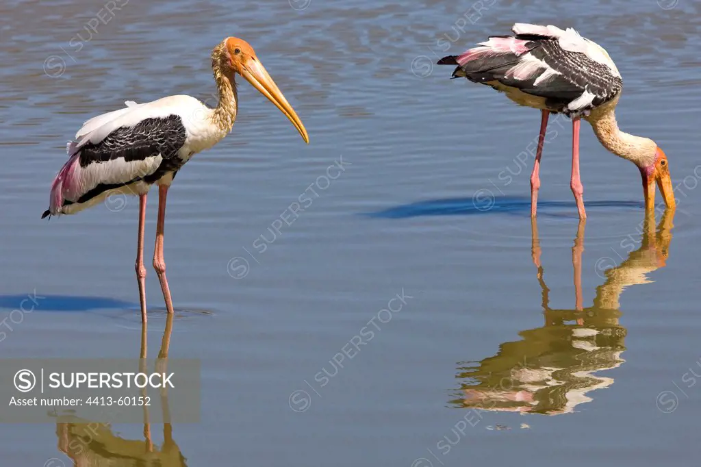 Painted Storks Yala National Park Sri Lanka