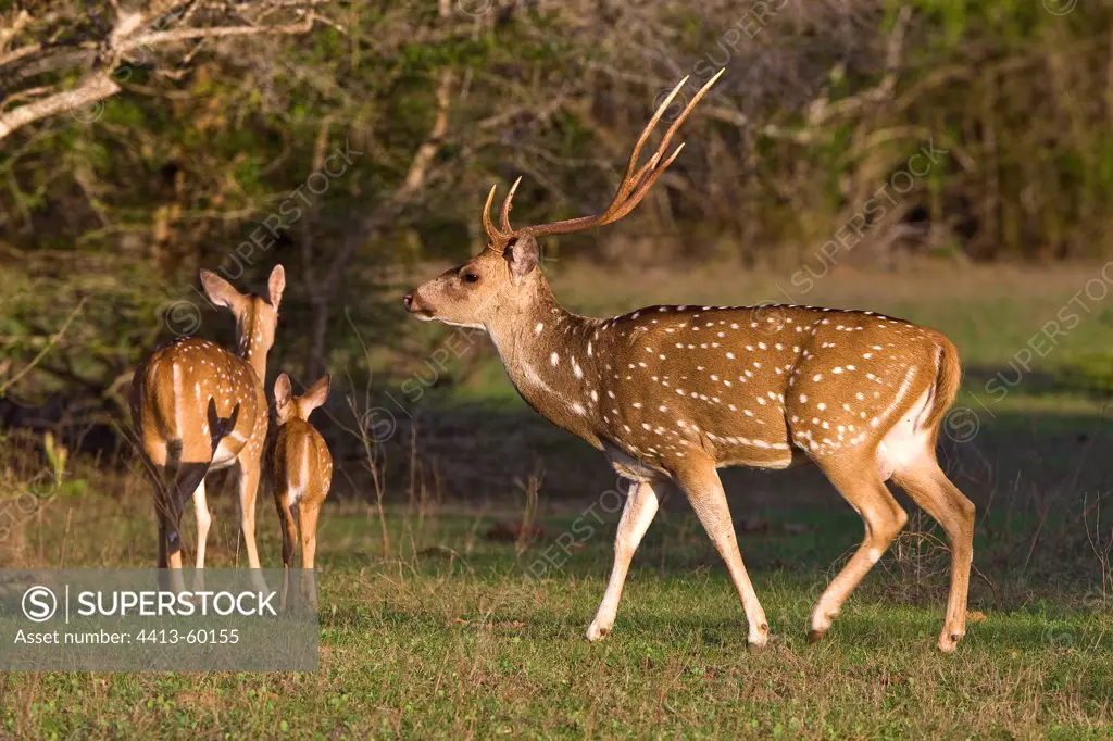 Sri Lankan axis deer Yala National Park Sri Lanka
