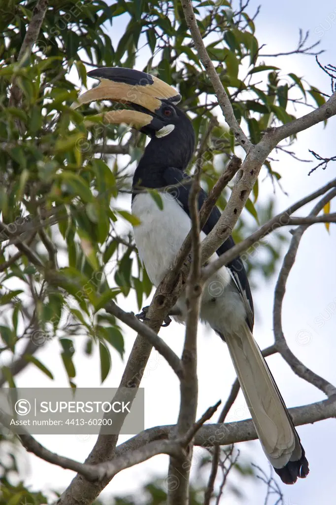 Malabar Pied Hornbill Bundula National Park Sri Lanka