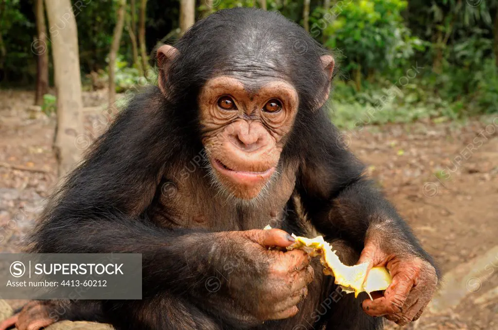Young Chimpanzee eating pineapple in Cameroon