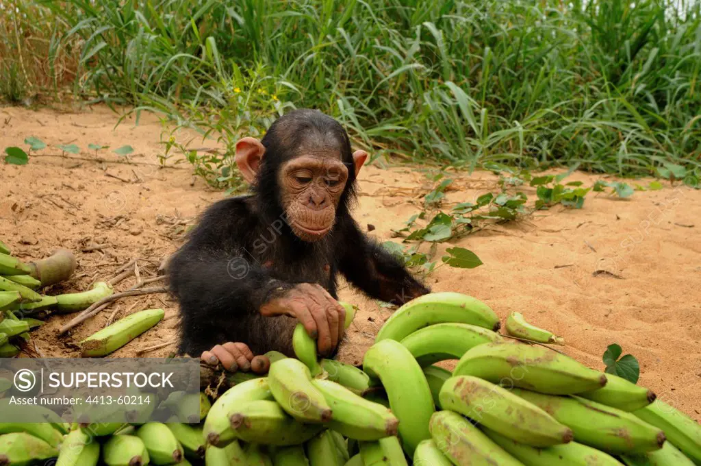 Young Chimpanzee in front of cluster of bananas in Cameroon