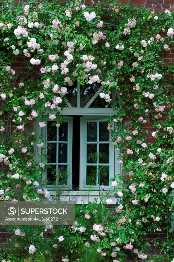 Rose-tree climbing on a house Garden Les Jardins d'Angélique