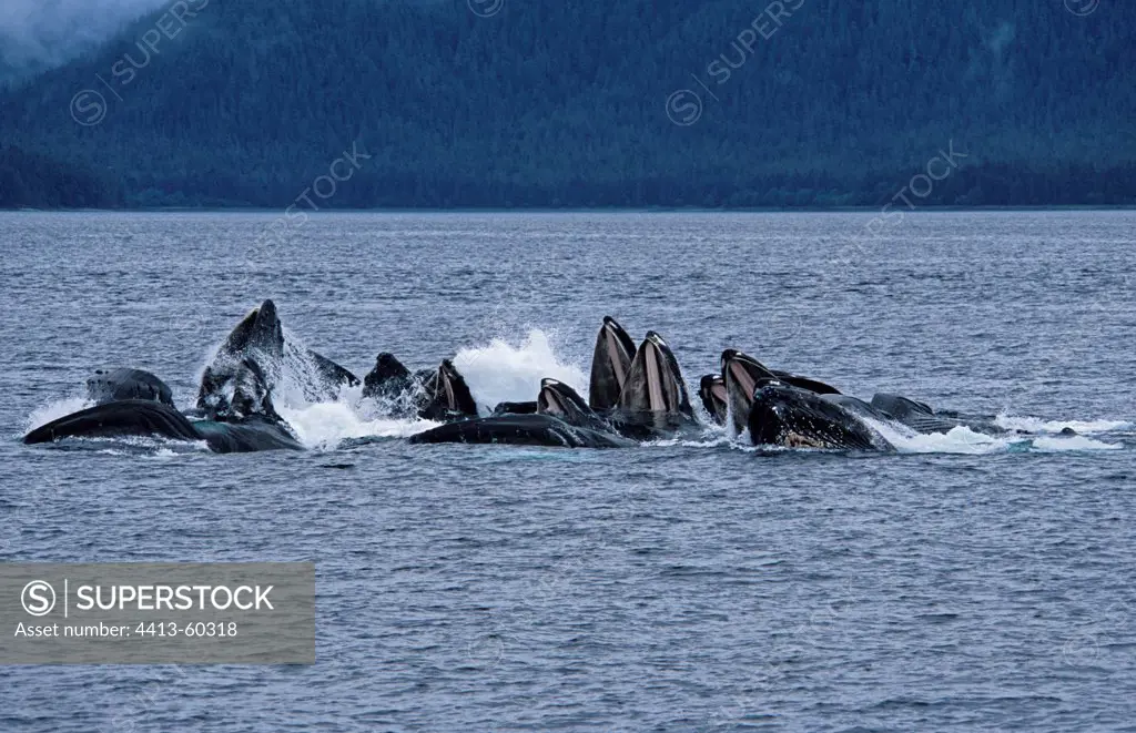 Humpback Whale are feeding at the surface Alaska USA