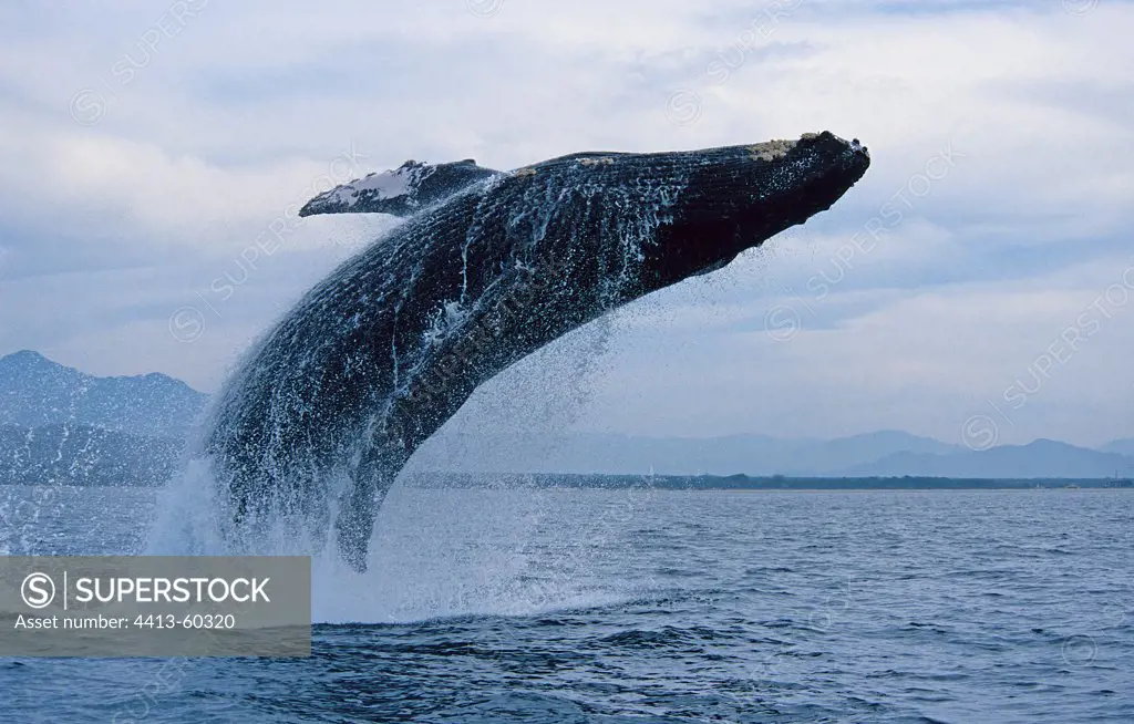 Humpback Whale is breaching Puerto Vallarta Mexico