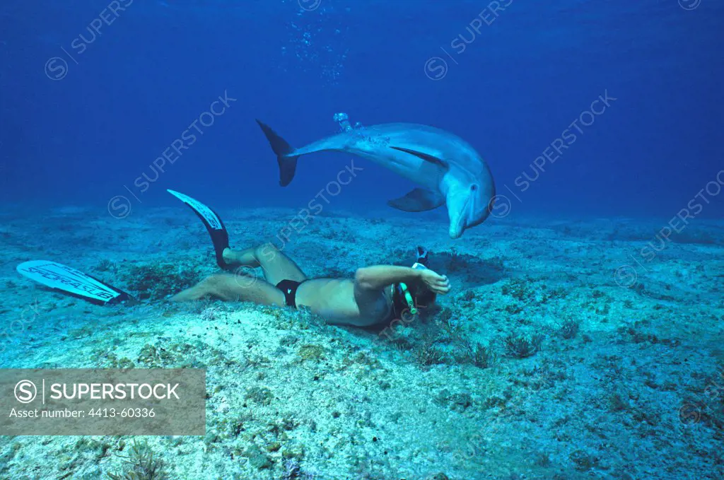 Ambassador dolphin Jojo and diver Turks & Caicos
