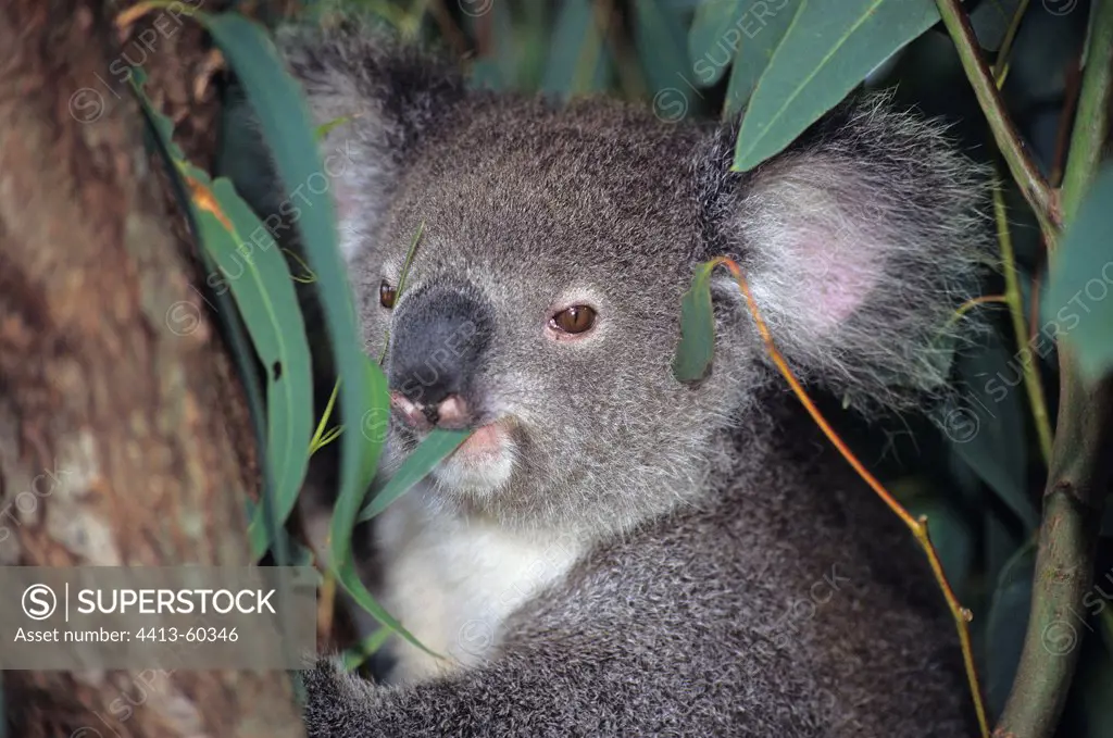 Koala eating an eulalyptus leaf Australia