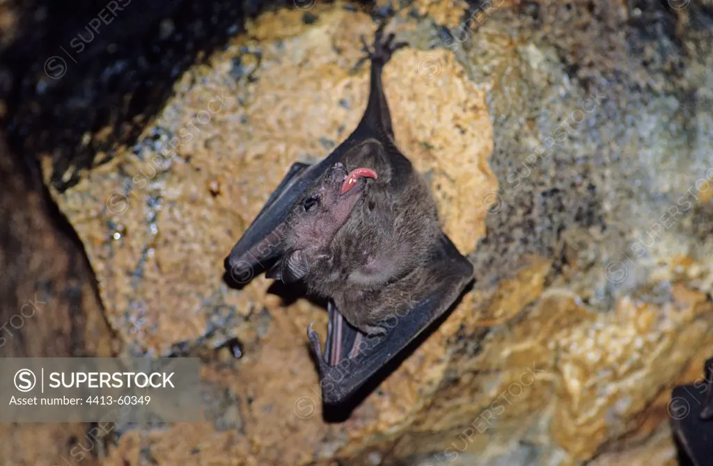 Lesser Dawn Fruit Bat grooming Bali Indonesia