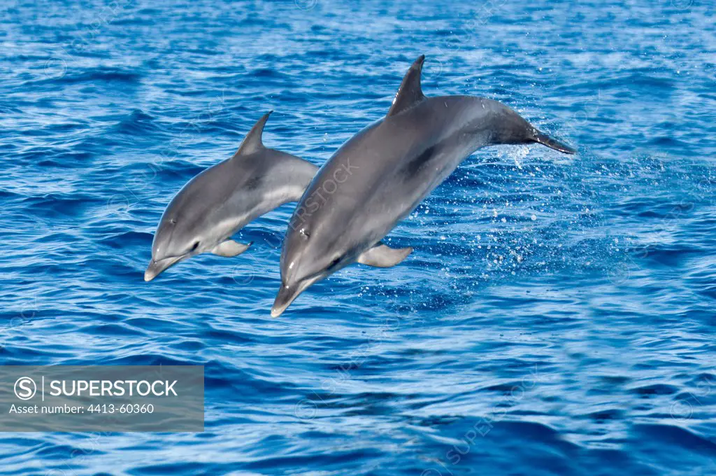 Atlantic spotted Dolphin and young leaping out of water