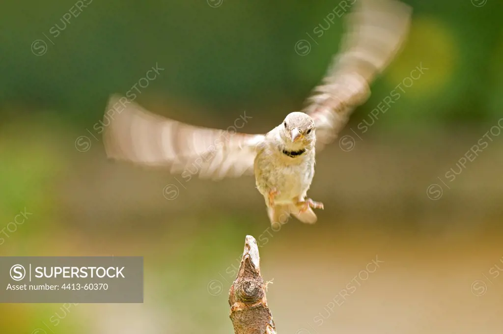 House Sparrow landing France