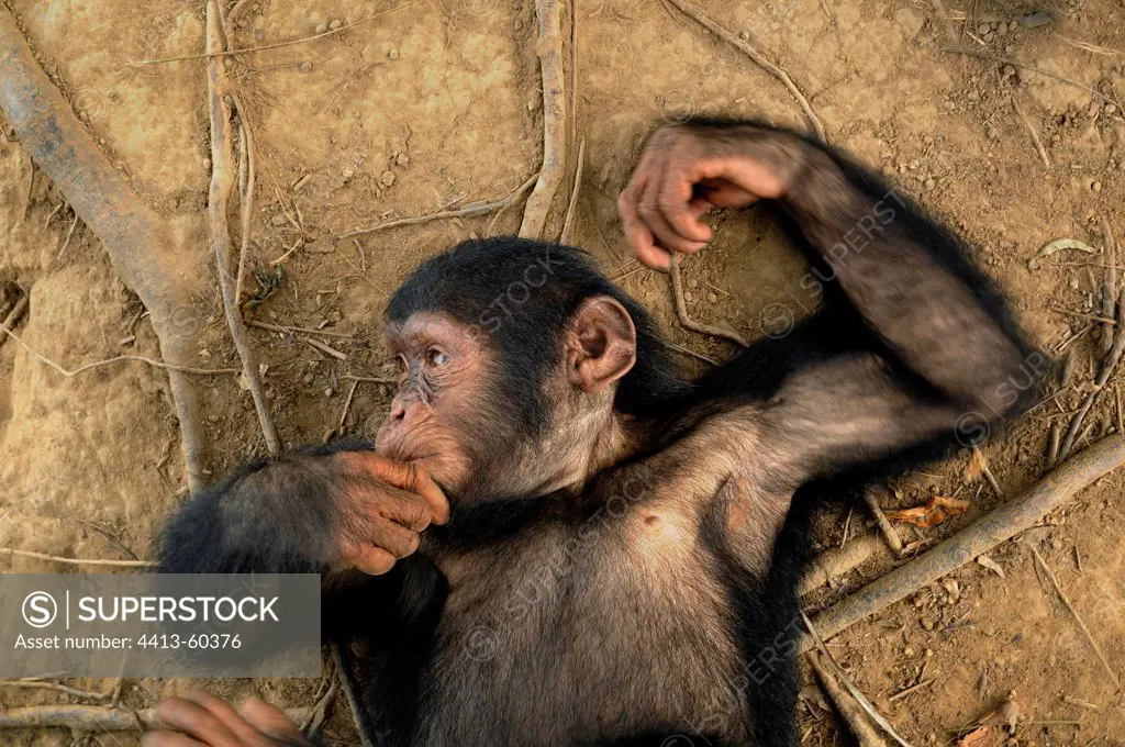 Portrait of a young Chimpanzee lying on the ground Cameroon