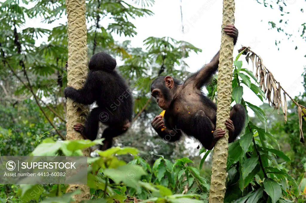 Young Chimpanzees on trunks of Papayas in Cameroon