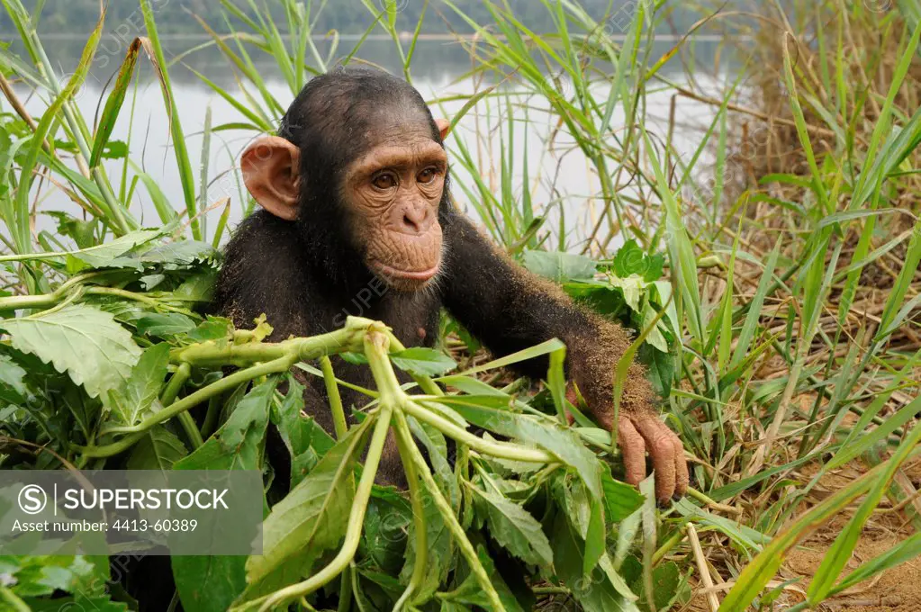 Young Chimpanzee sitting next to Sanaga river in Cameroon