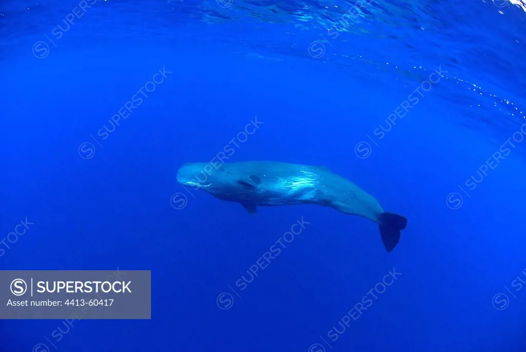 Sperm Whale Azores Portugal