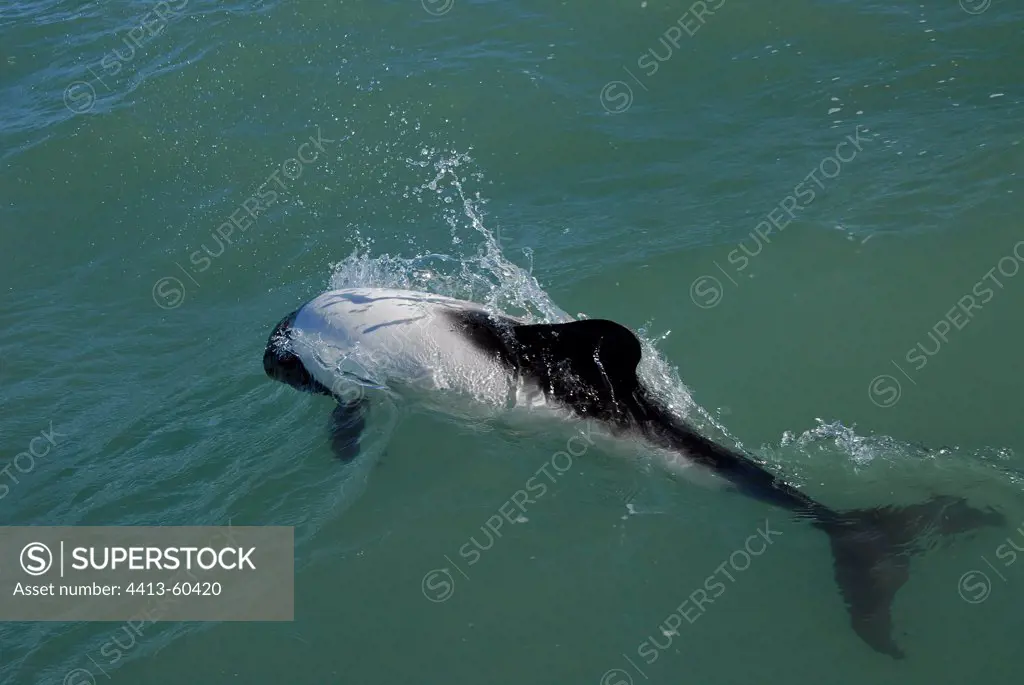 Commerson's Dolphins are porpoising Patagonia