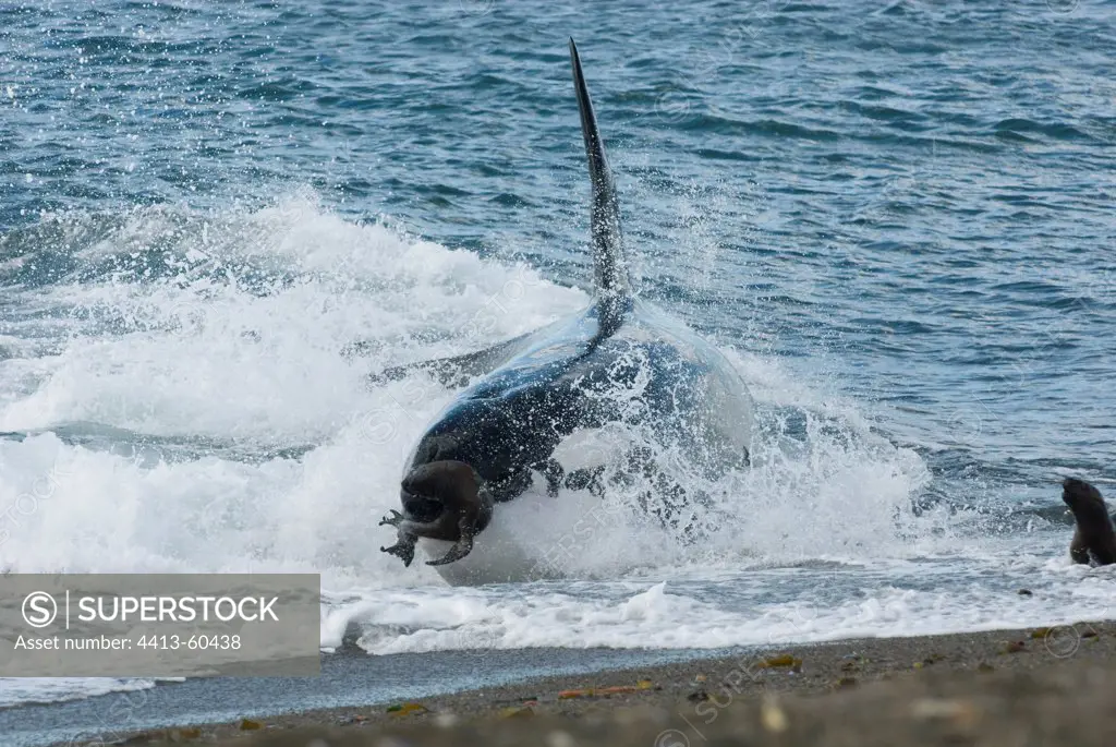 Orca unting juvenile sea lion by standing Patagonia