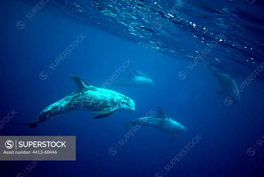 Rissos's Dolphins Azores Portugal