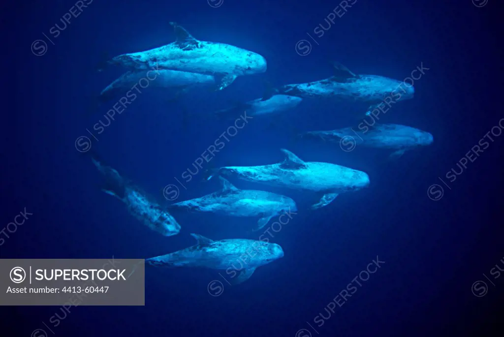 Rissos's Dolphins Azores Portugal