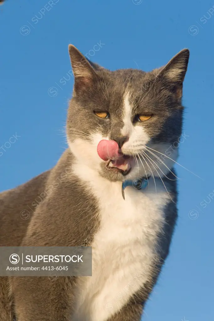 White and grey European cat licking its chops France