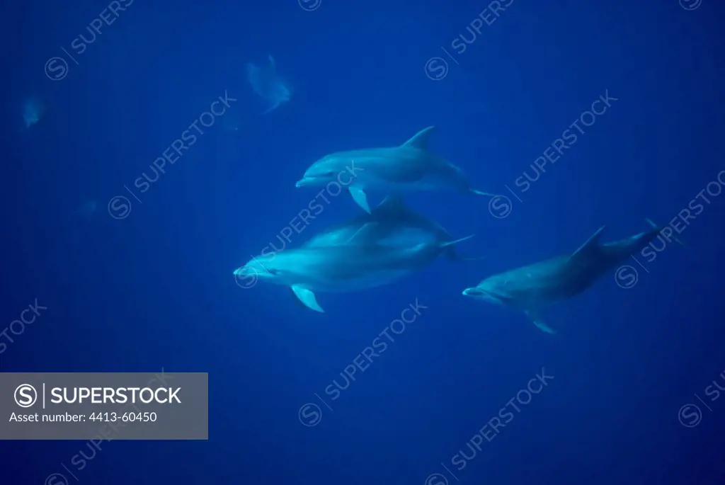 Bottlenose Dolphins Azores Portugal