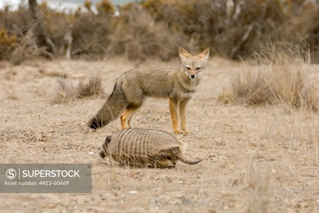 South American Gray Fox and Large Hairy Armadillo Patagonia
