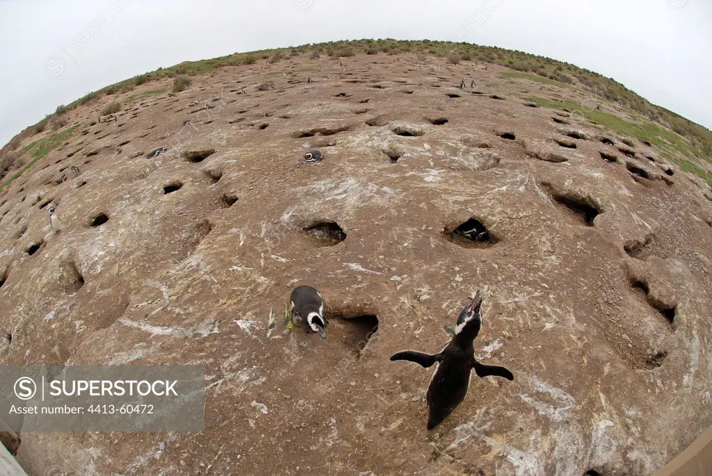 Magellanic Penguins and burrows Patagonia Argentina