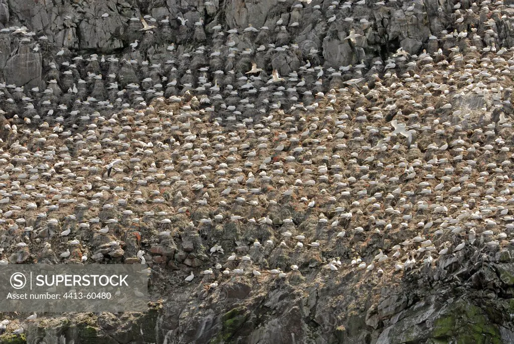 Nesting colony of Northern Gannet Britany France