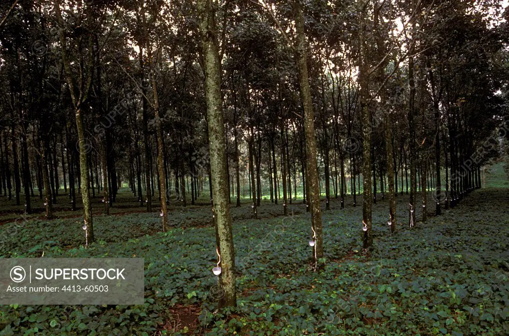 Rubber tree plantation Java