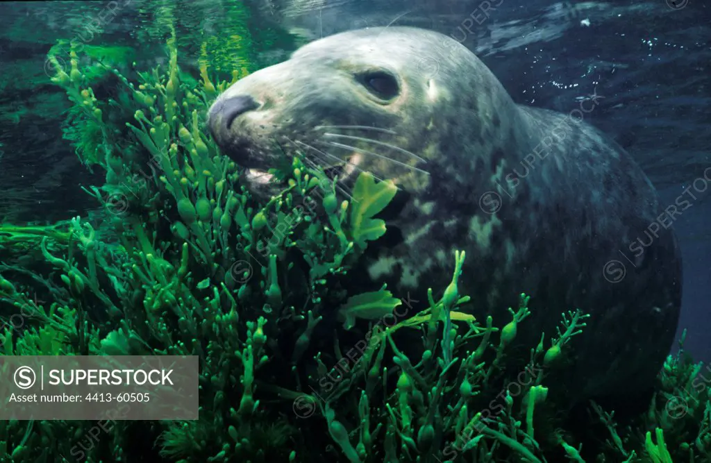 Gray seal hunting Iroise Sea Brittany France